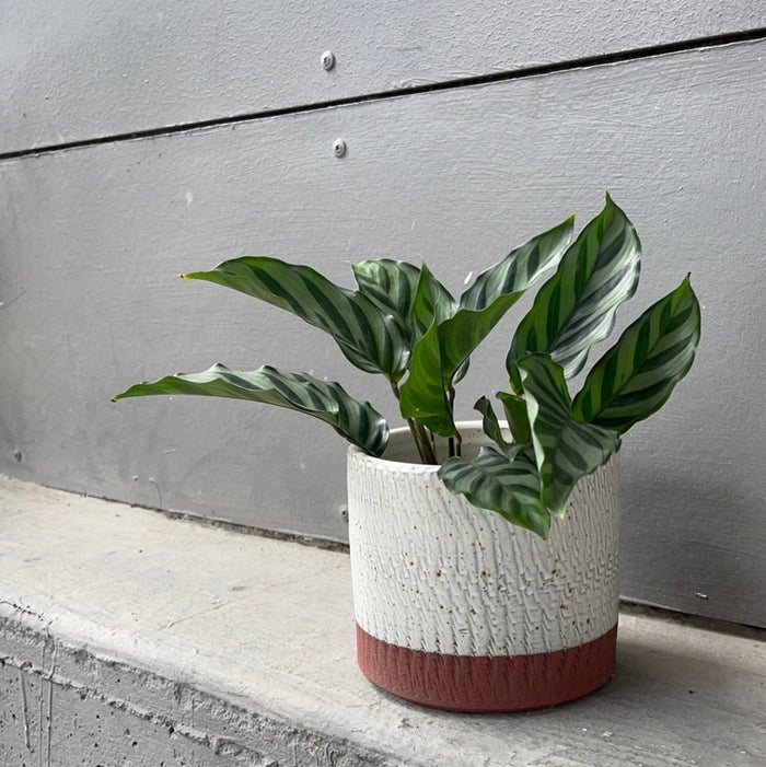 Calathea Freddie In Rust Planter Houseplant