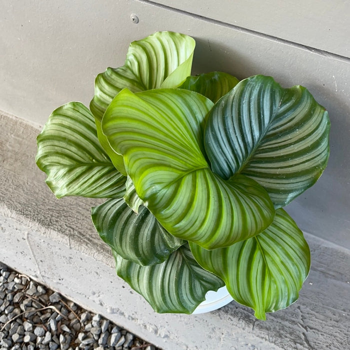 Calathea Orbifolia In Matte Planter Houseplant