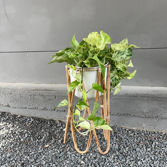 Marble Queen Pothos In Rattan Plant Stand Houseplant