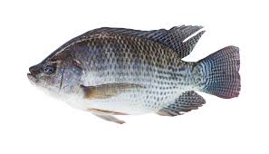 Tilapia Fish-1Box-(Makola-Alexandria-VA)-B