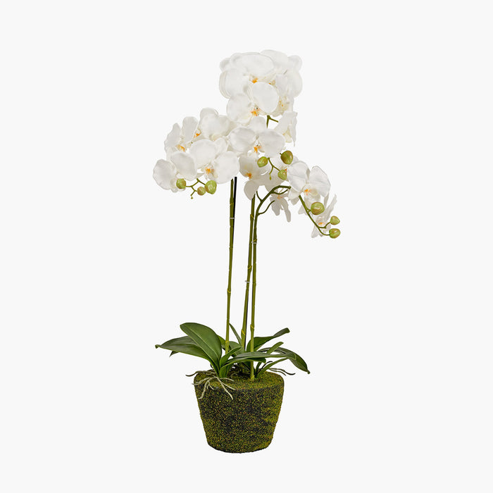 White Orchid in Moss Medium-Renaissance Design Studio