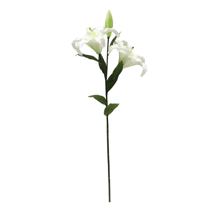 Asiatic Lily Stem
