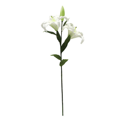 Asiatic Lily Stem