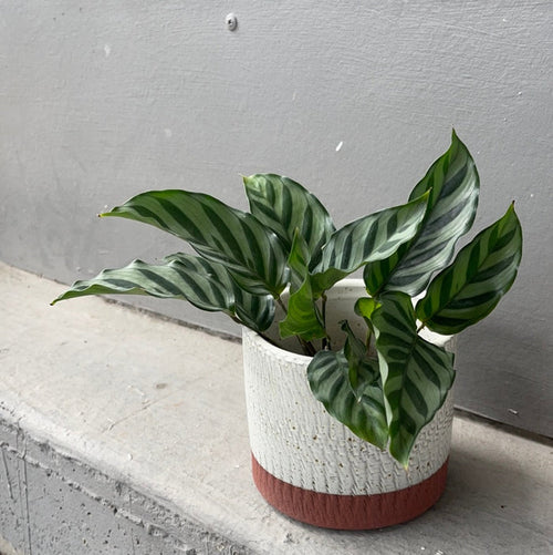 Calathea Freddie In Rust Planter Houseplant