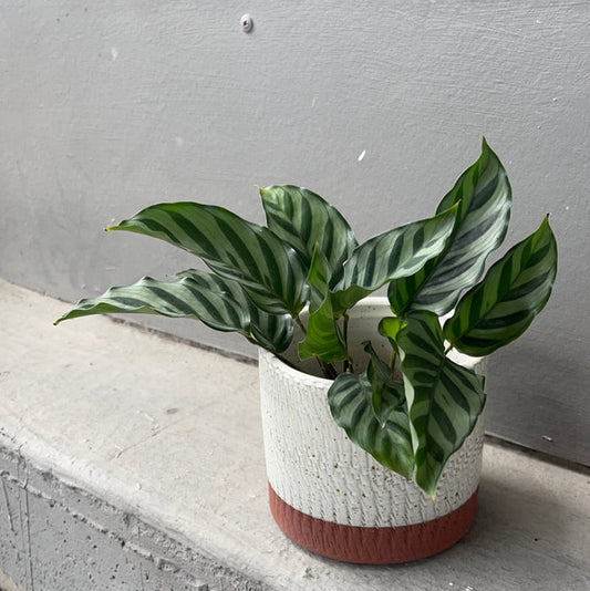 Calathea Freddie In Rust Planter Houseplant