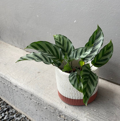 Calathea Freddie In Rust Planter Houseplant