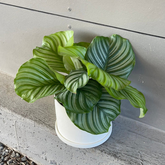 Calathea Orbifolia In Matte Planter Houseplant