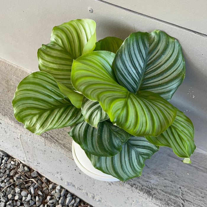 Calathea Orbifolia In Matte Planter Houseplant