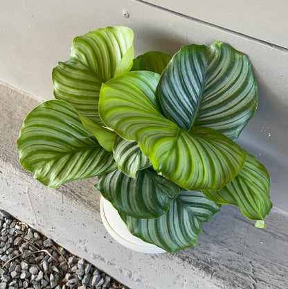 Calathea Orbifolia In Matte Planter Houseplant