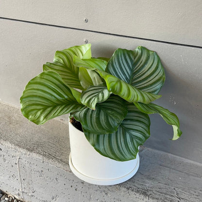 Calathea Orbifolia In Matte Planter Houseplant