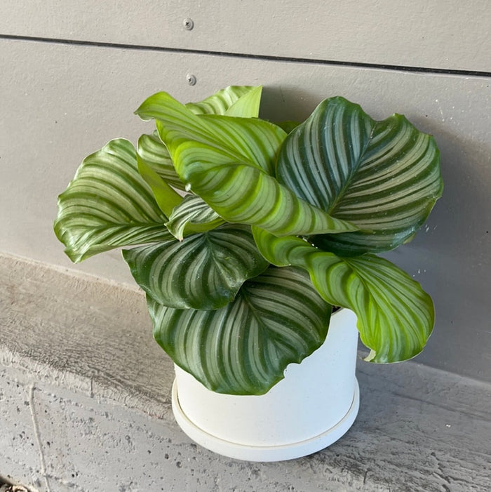 Calathea Orbifolia In Matte Planter Houseplant