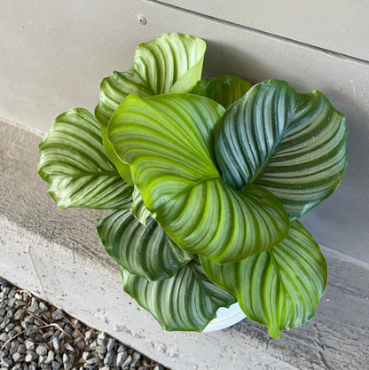 Calathea Orbifolia In Matte Planter Houseplant