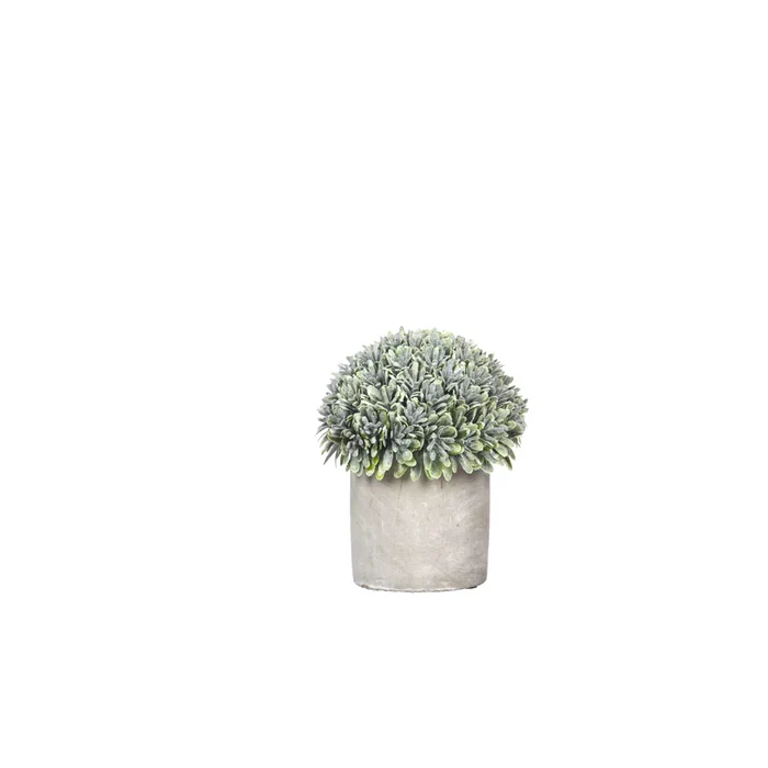 Jungle Garrigue Plant in Pot-Renaissance Design Studio