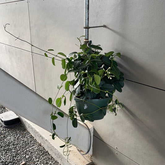 Madagascar Jasmine Hanging Basket Houseplant