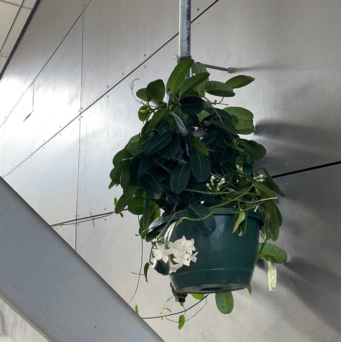 Madagascar Jasmine Hanging Basket Houseplant