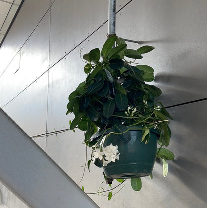 Madagascar Jasmine Hanging Basket Houseplant