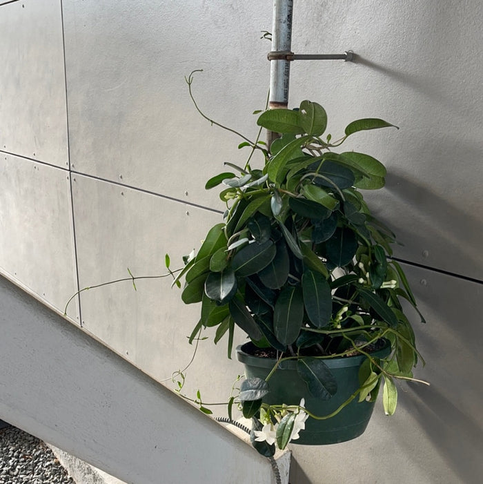 Madagascar Jasmine Hanging Basket Houseplant