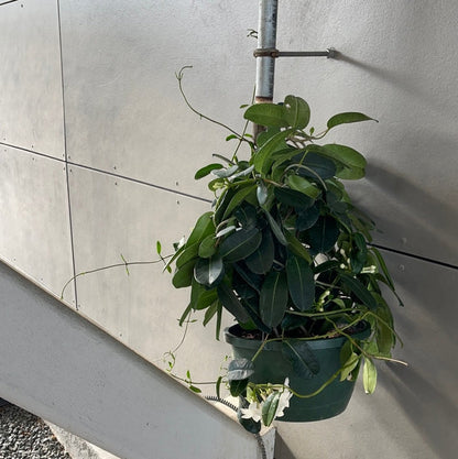 Madagascar Jasmine Hanging Basket Houseplant
