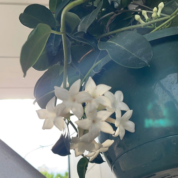 Madagascar Jasmine Hanging Basket Houseplant