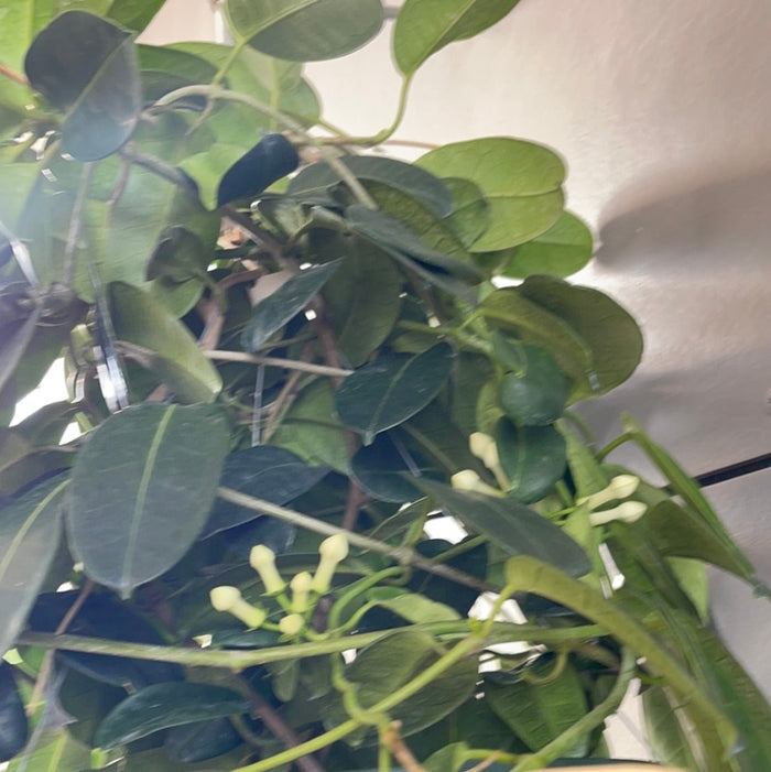 Madagascar Jasmine Hanging Basket Houseplant