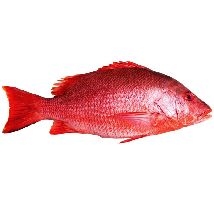 Red Snapper large-(Makola Alexandria-VA)-B