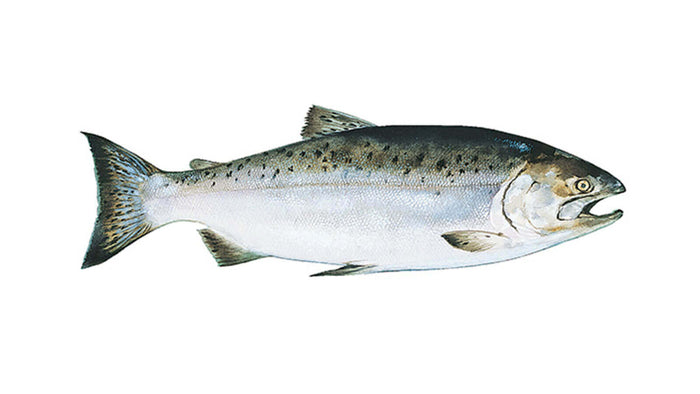 Salmon-(Makola Alexandria-VA)-B