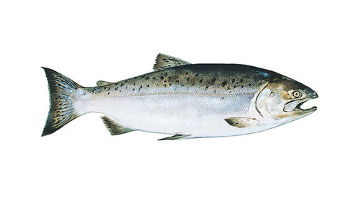 Salmon-(Makola Alexandria-VA)-B