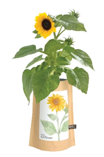 Sunflower Garden in a Bag